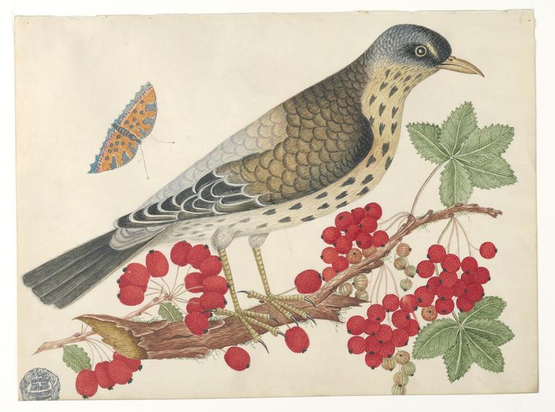 Brown Bird on Branch with Persimmons and a Butterfly