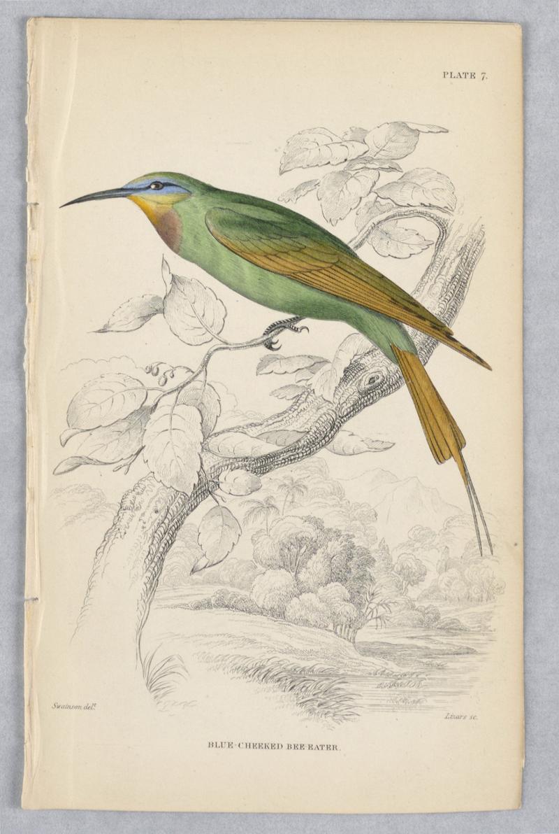 Blue-Cheeked Bee-Eater, Plate 7 from Birds of Western Africa