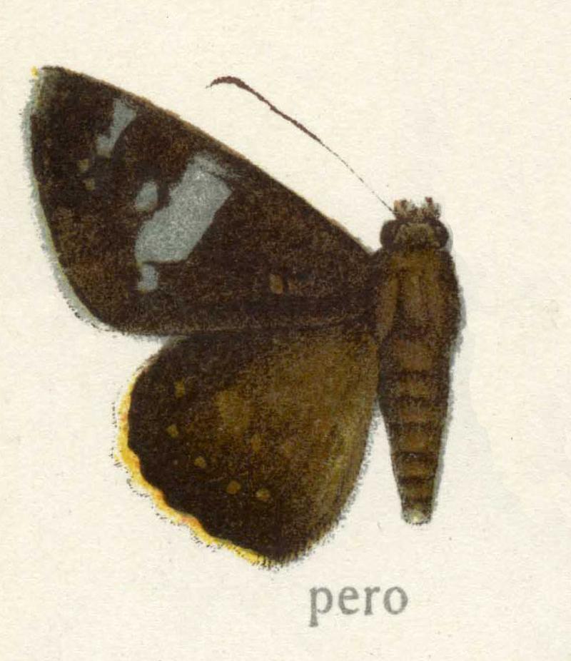 Celaenorrhinus pero