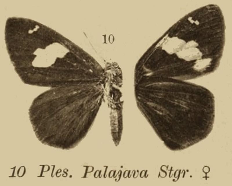 C palajavaStaudinger1889OD