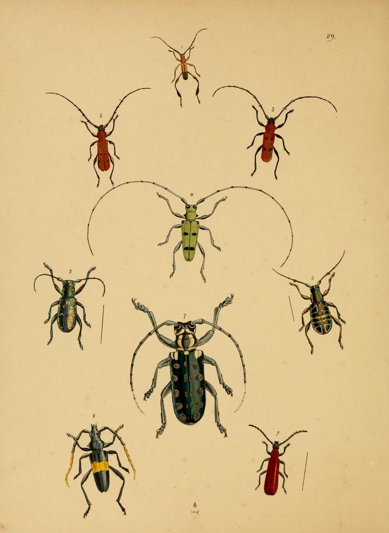 CabinetOrientalEntomology29