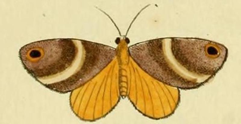 Cacyparis hylaria