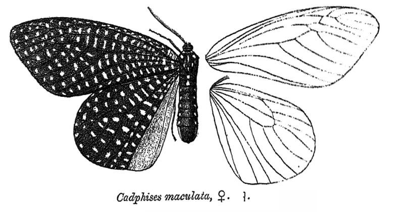 CadphisesMaculata