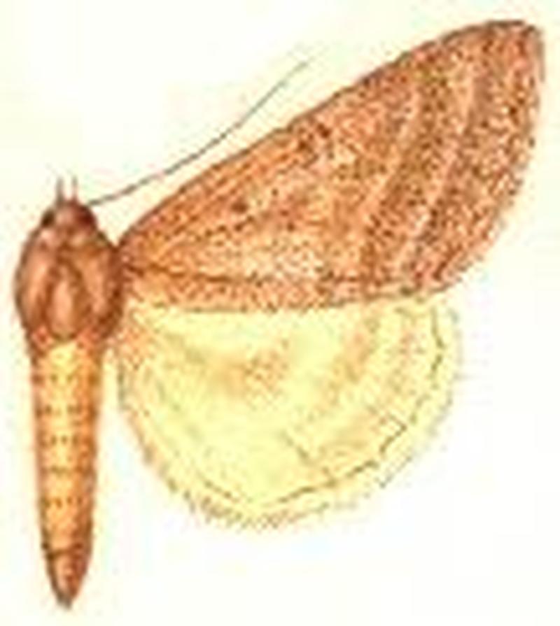 Caenurgia togataria
