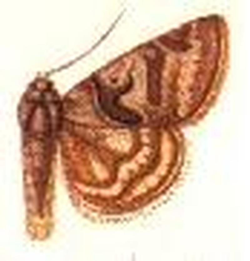 Caenurgina annexa
