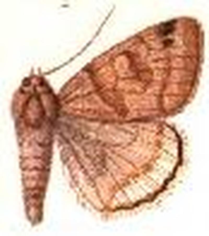 Caenurgina caerulea