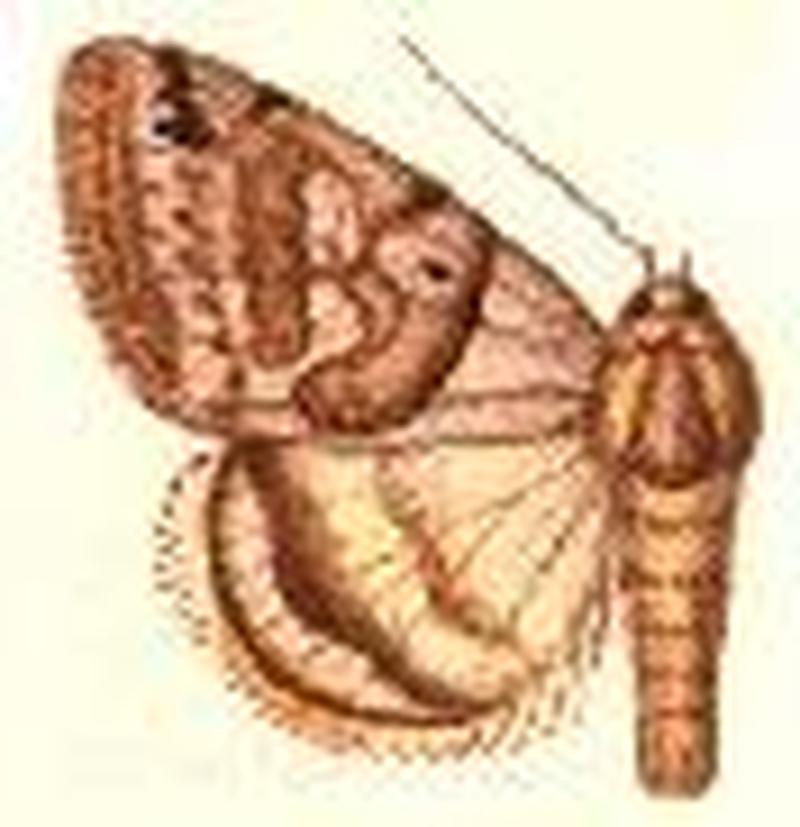 Caenurgina distincta