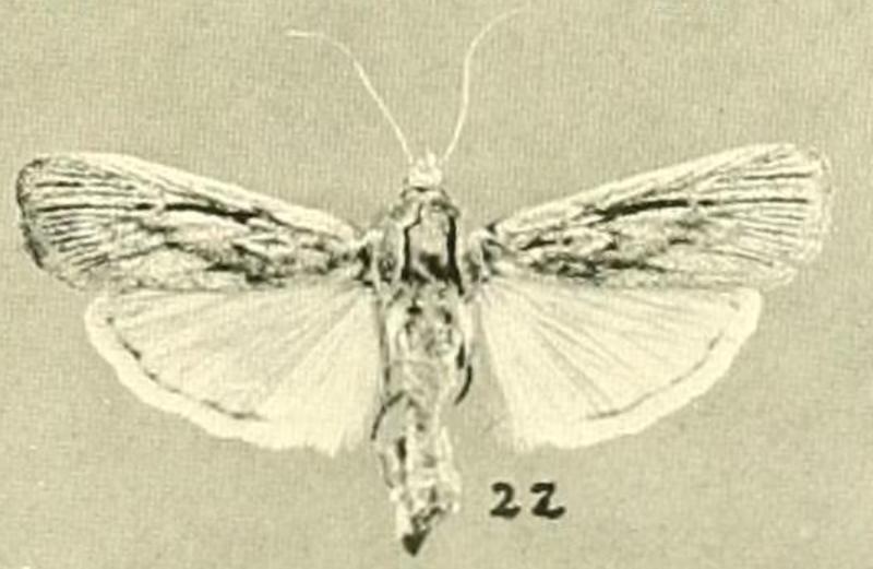 Cahela ponderosella Barnes & McDunnough, 1918