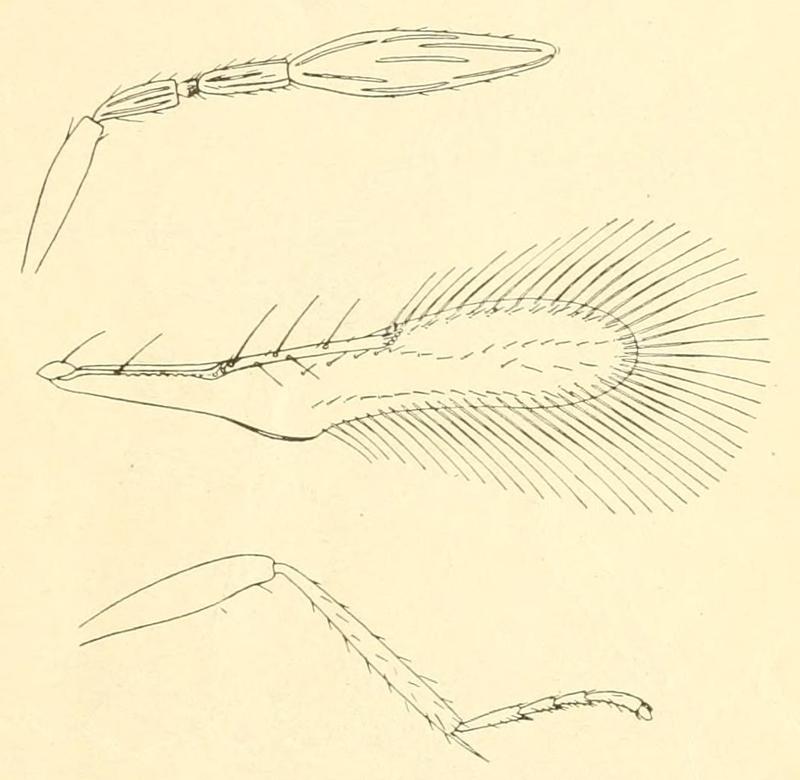 Cales noacki female antenna, fore wing, middle leg. Howard 1907 p83 Fig19
