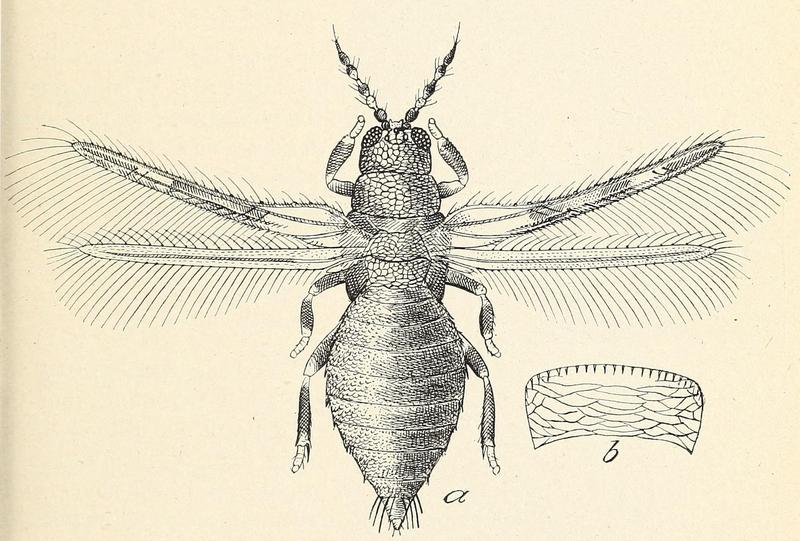 Caliothrips fasciatus