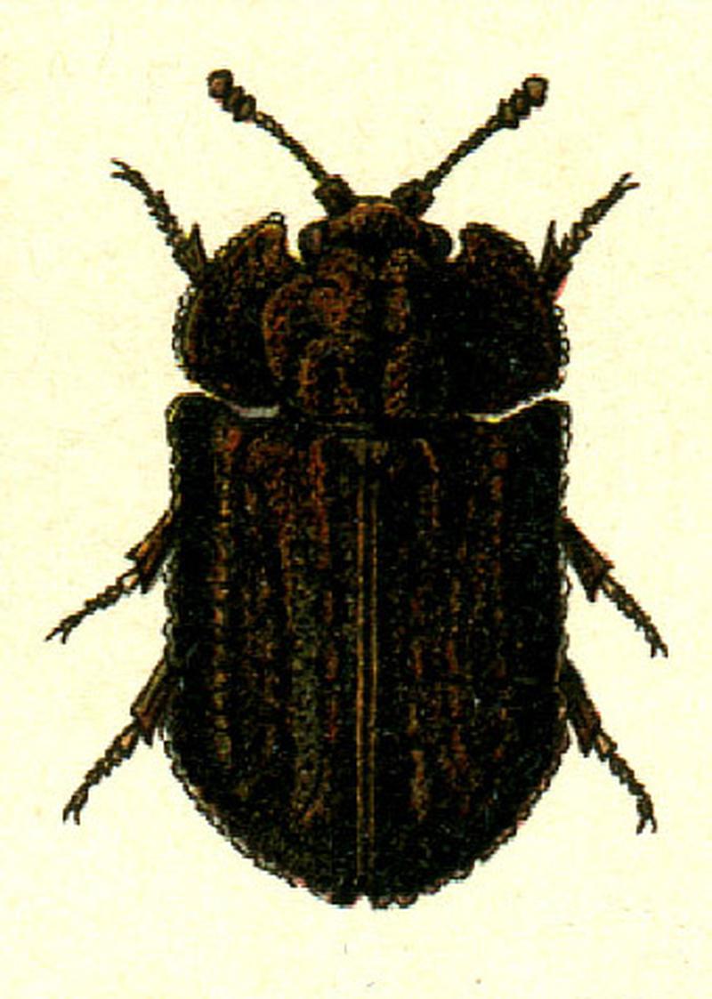 Calitys scabra