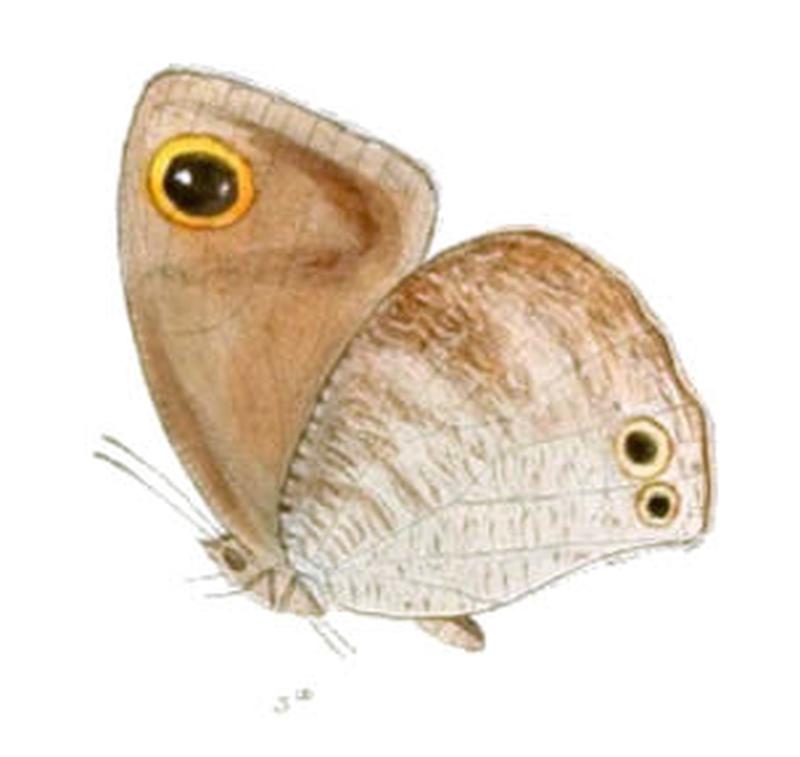 CallerebiaAnnada115 3a