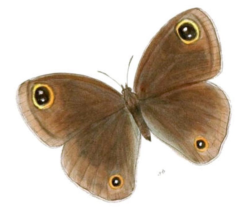 CallerebiaAnnada115 3b
