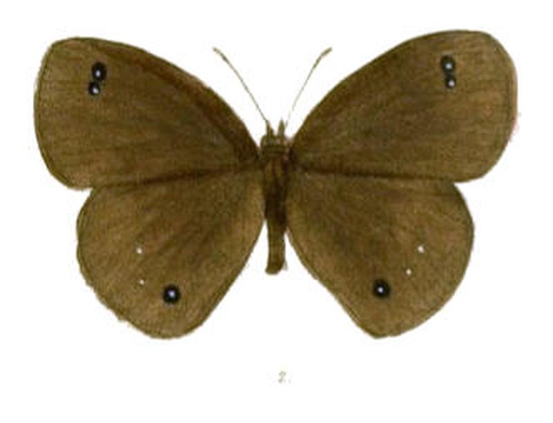 CallerebiaDaksha117 2