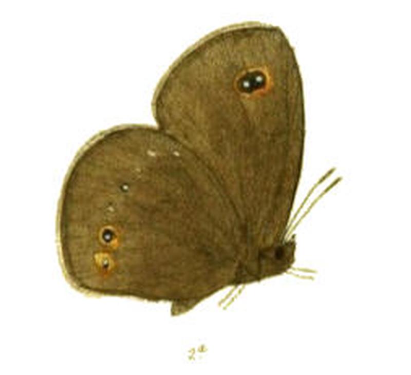 CallerebiaDaksha117 2a