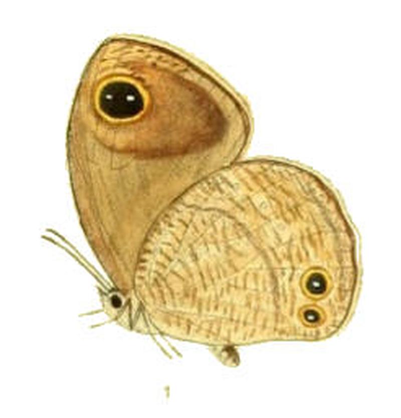 CallerebiaHybrida116 1