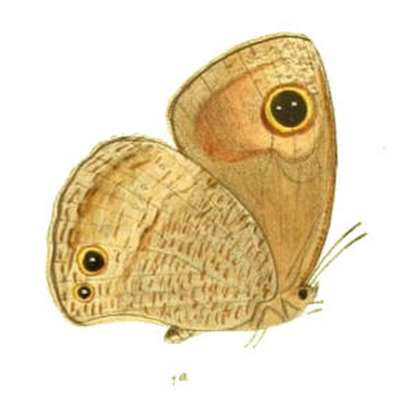 CallerebiaHybrida116 1a