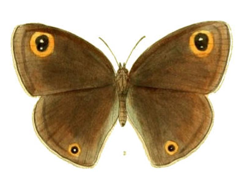 CallerebiaOrixa115 2