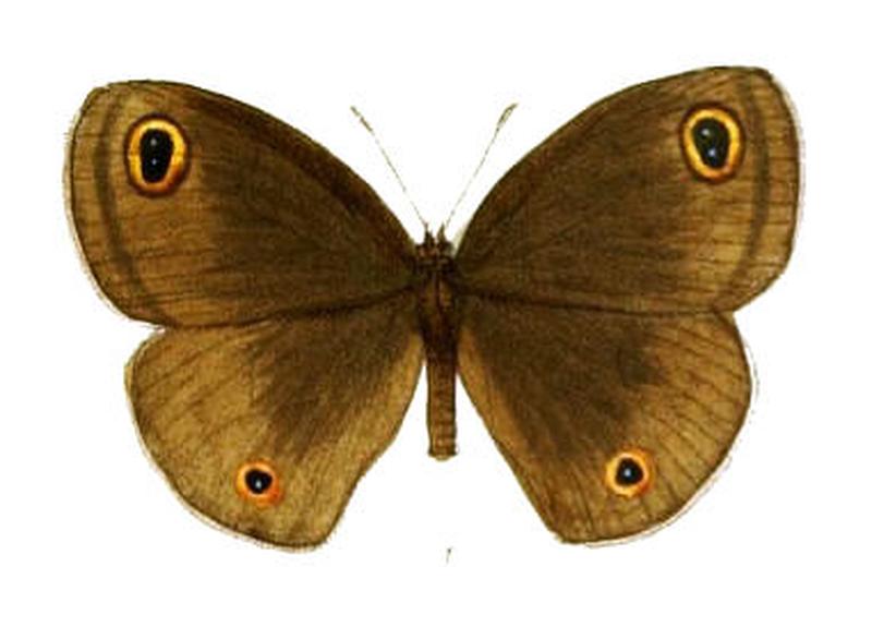 CallerebiaScanda117 1