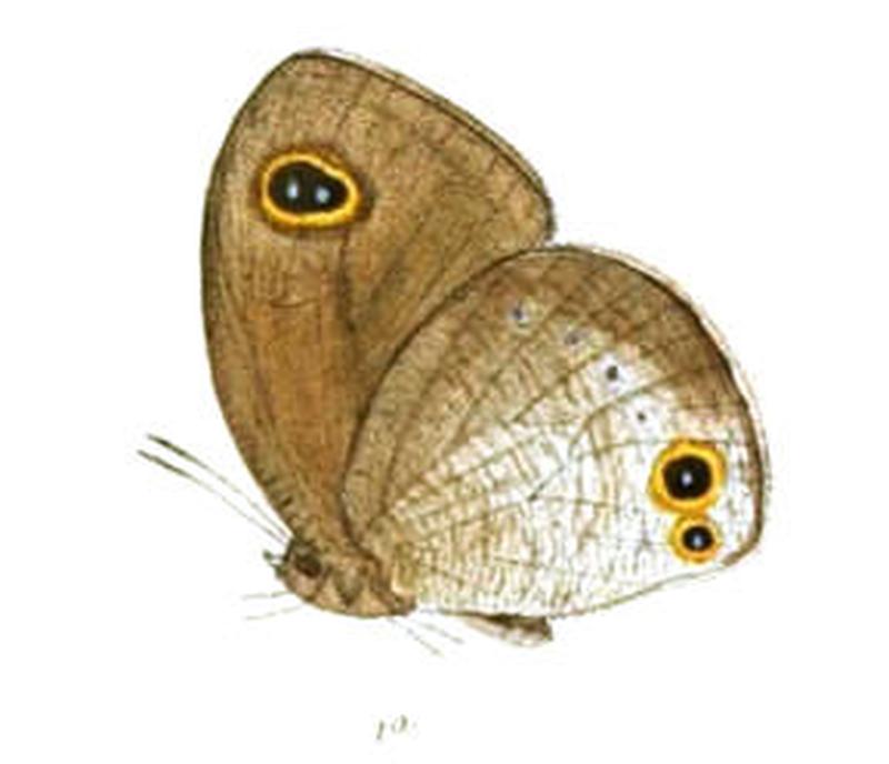 CallerebiaScanda117 1a