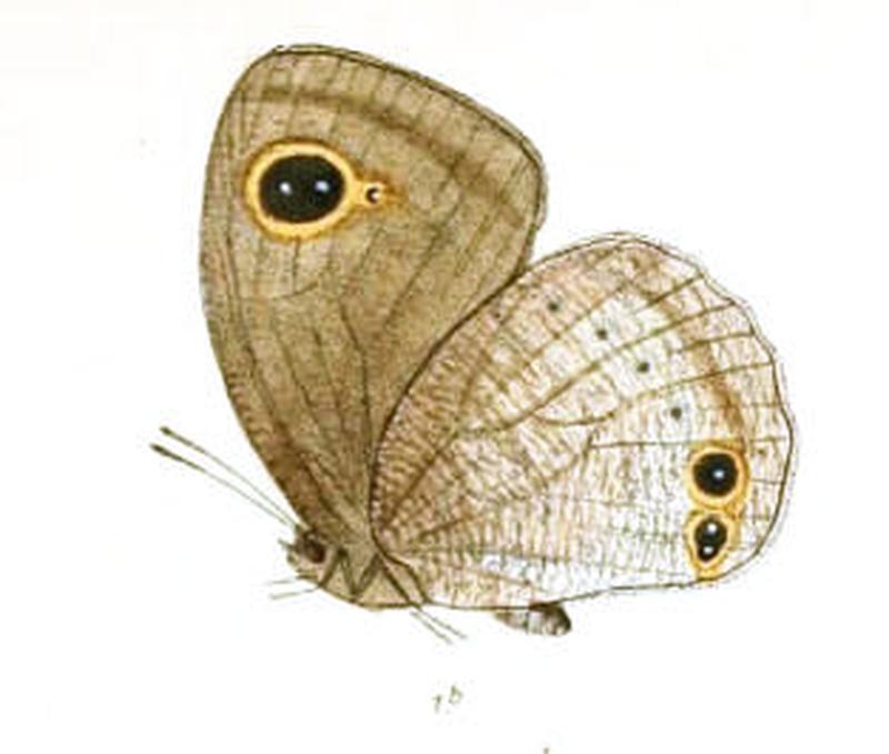 CallerebiaScanda117 1b
