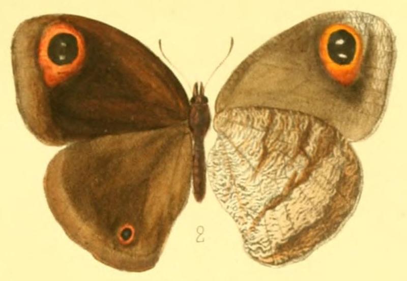 Callerebia polyphemus