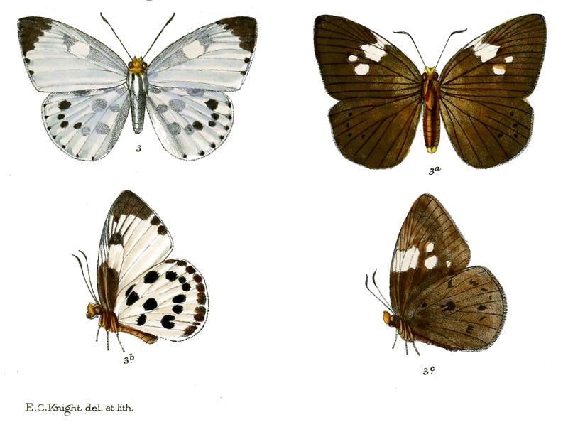 CallianaPieridoides 754 3