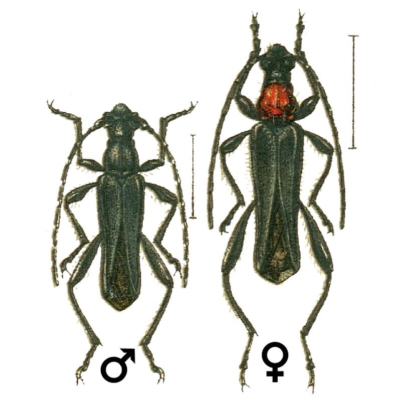 Callimoxys gracilis