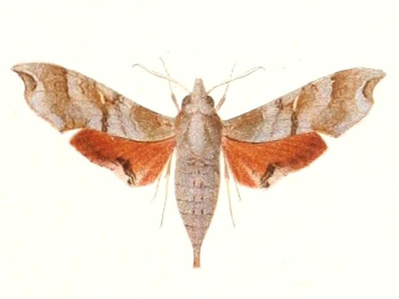 Callionima grisescens 1895