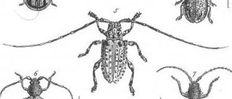 Callipyrga turrita Fig 5 Plate 2 (Discoveries in Australia) (cropped)