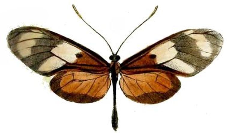 Callithomia lenea agrippina