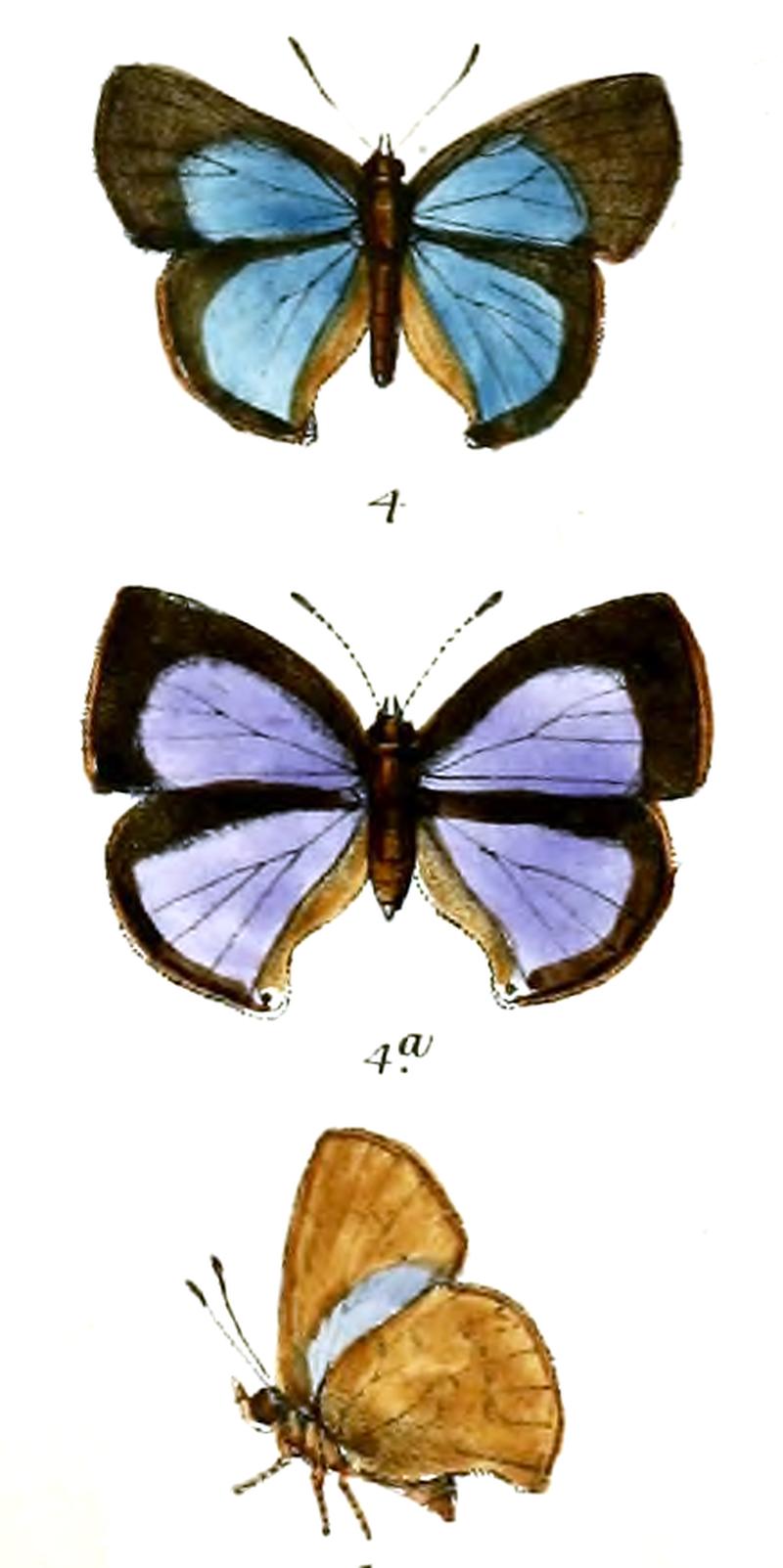 CallophrysLeechi 701 3