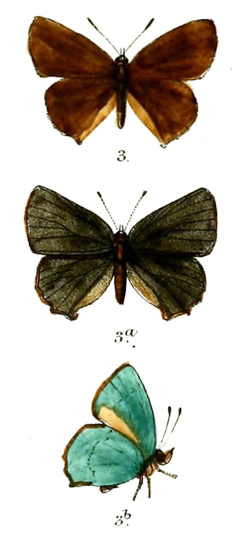 CallophrysRubi 701 3