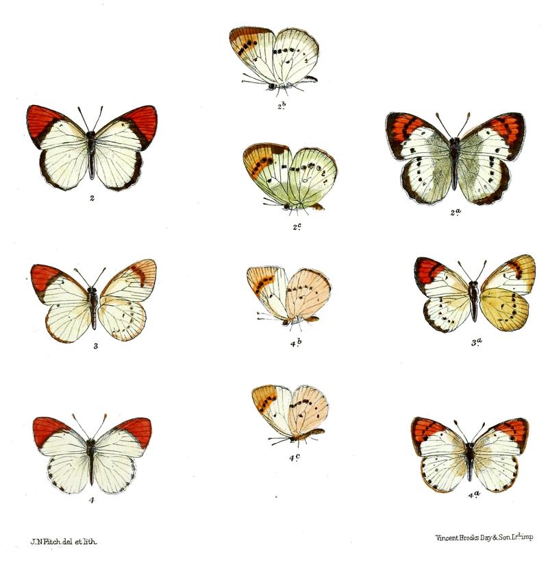 Callosune danae