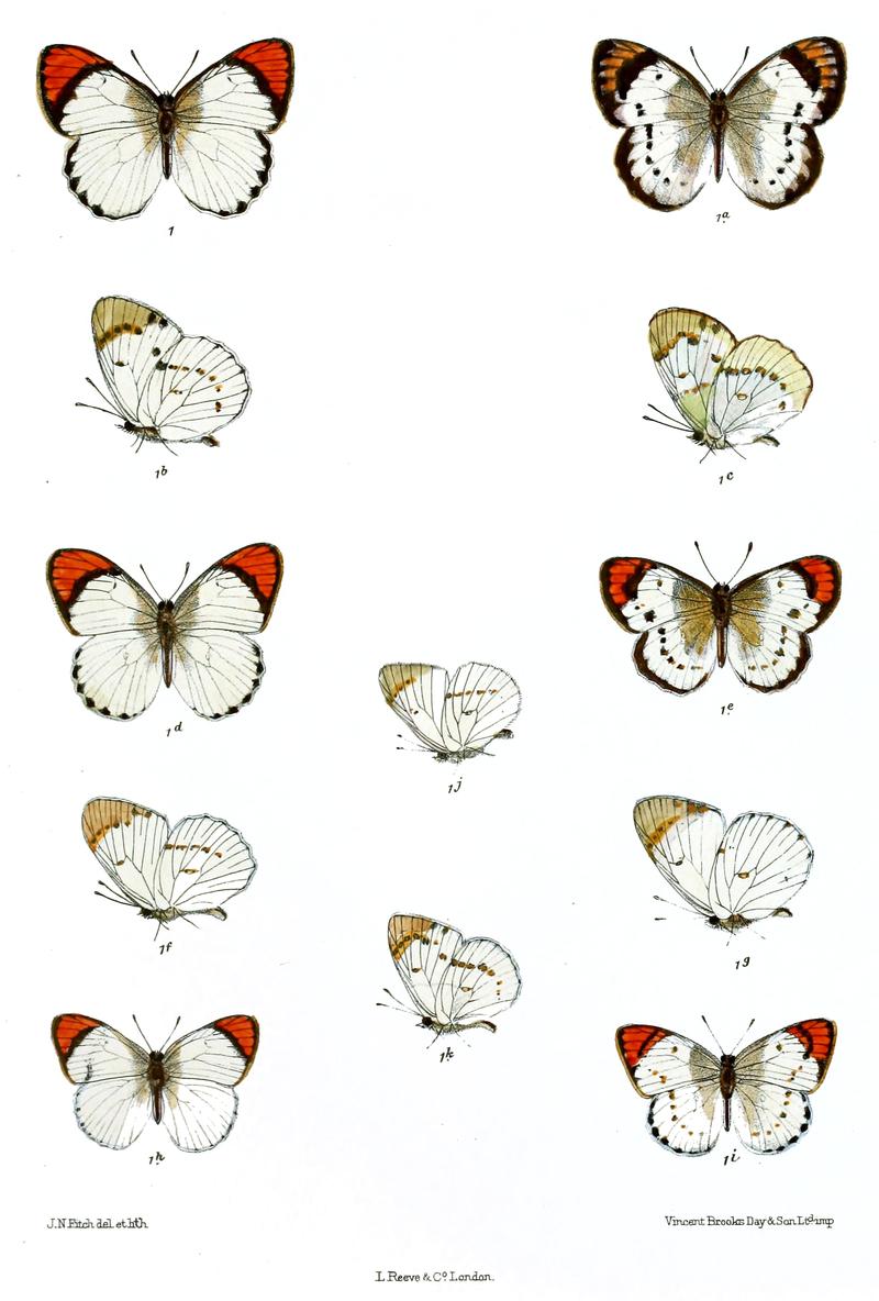 Callosune dulcis