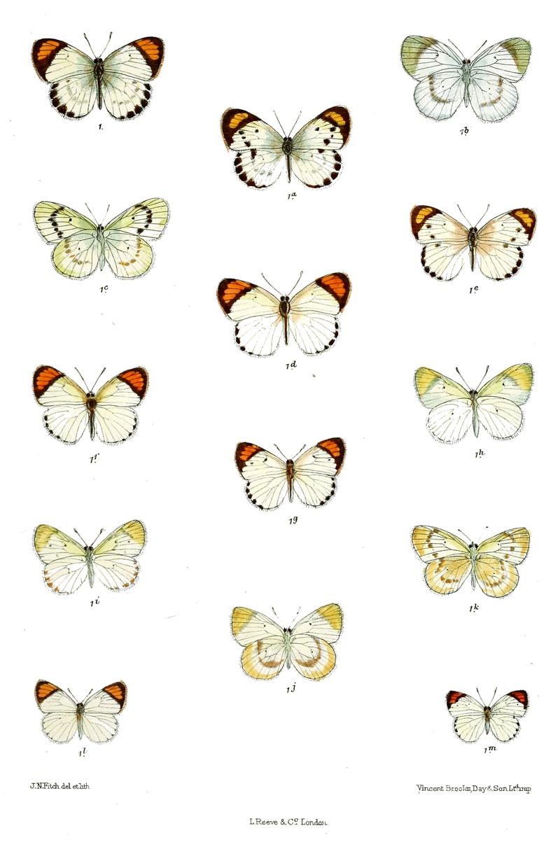 Callosune etrida