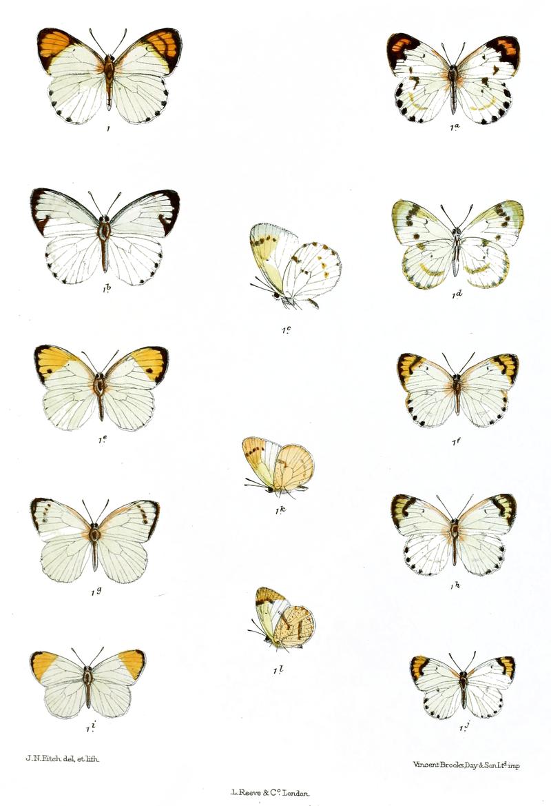 Callosune eucharisColotis eucharis