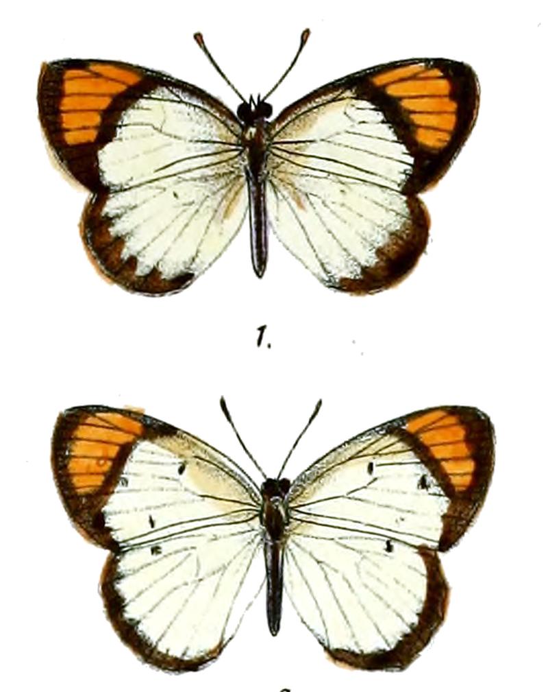 Callosune limbata