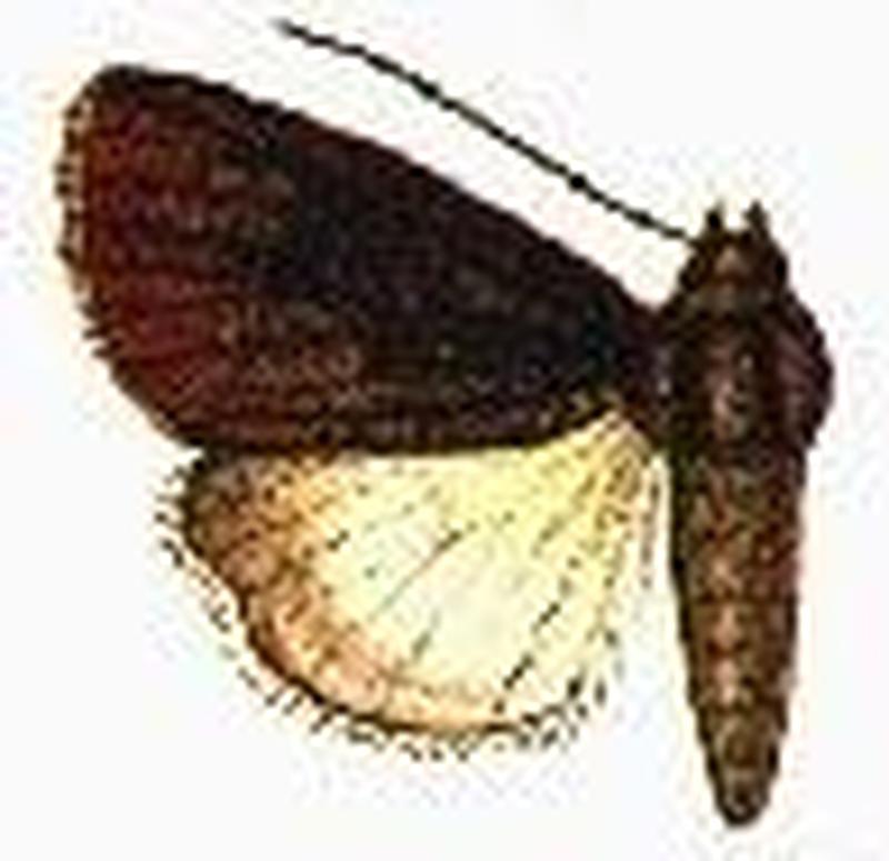 Callyna cupricolora