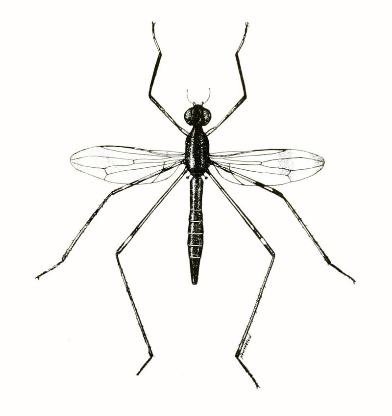 Calobata antennipes