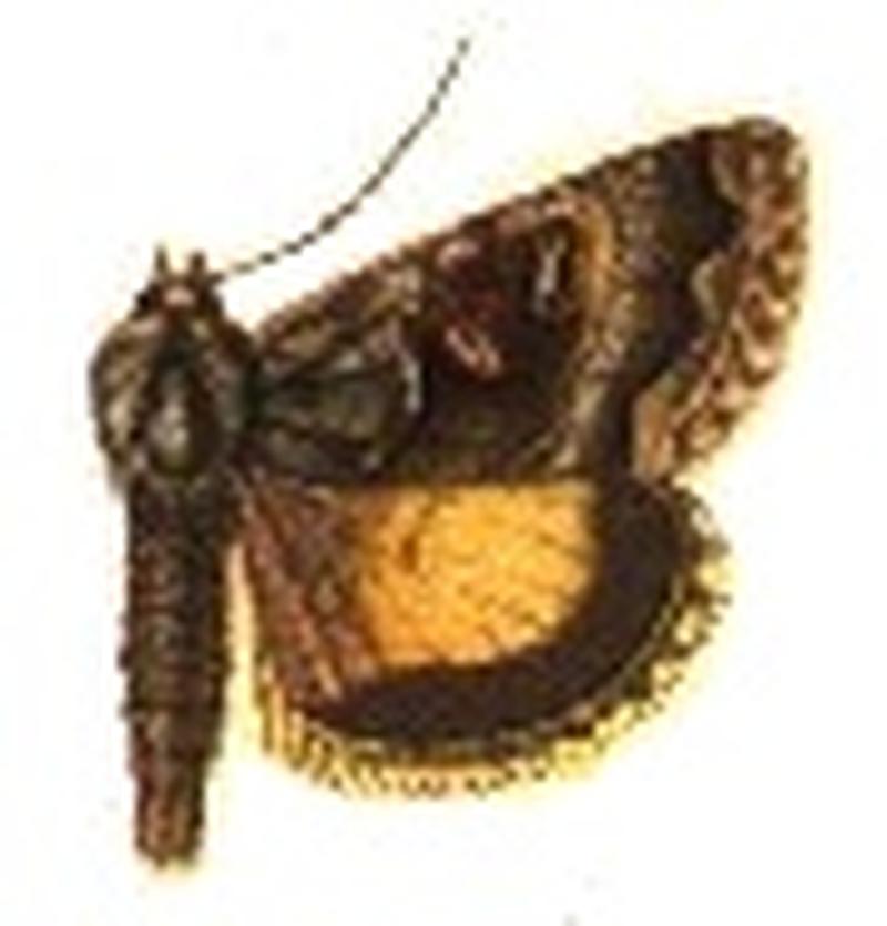 Caloplusia alticola