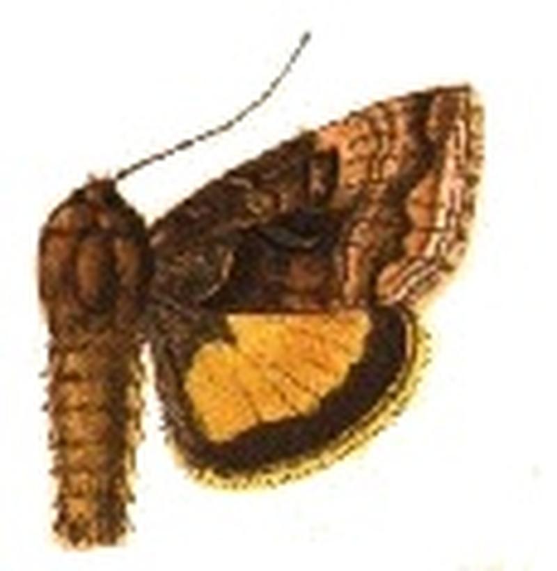 Caloplusia ignea