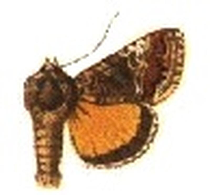 Caloplusia virgula