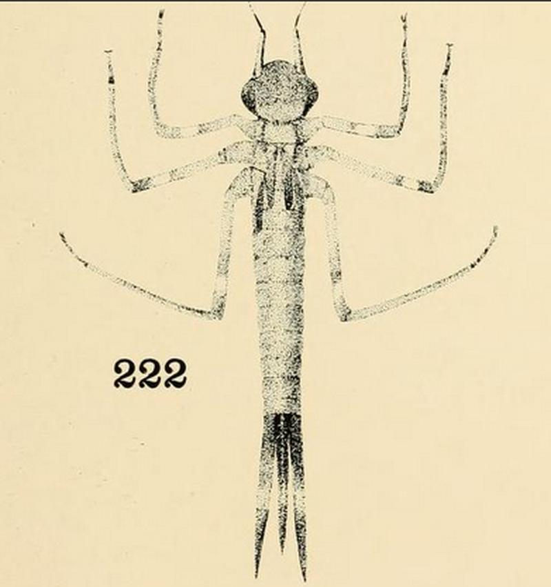 Calopteryx maculata larvae