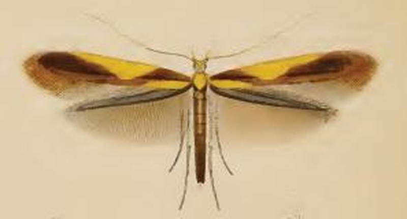 Caloptilia alchimiella ill