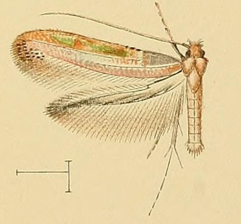 Caloptilia coruscans