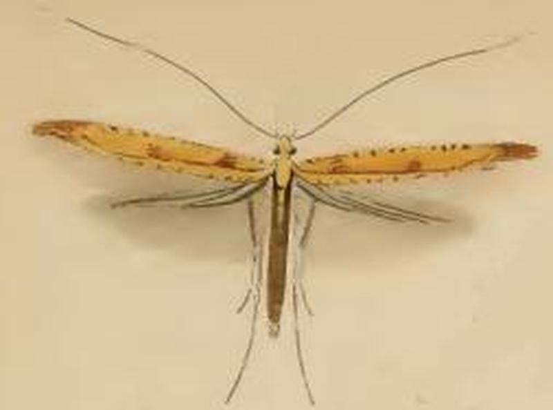 Caloptilia elongella