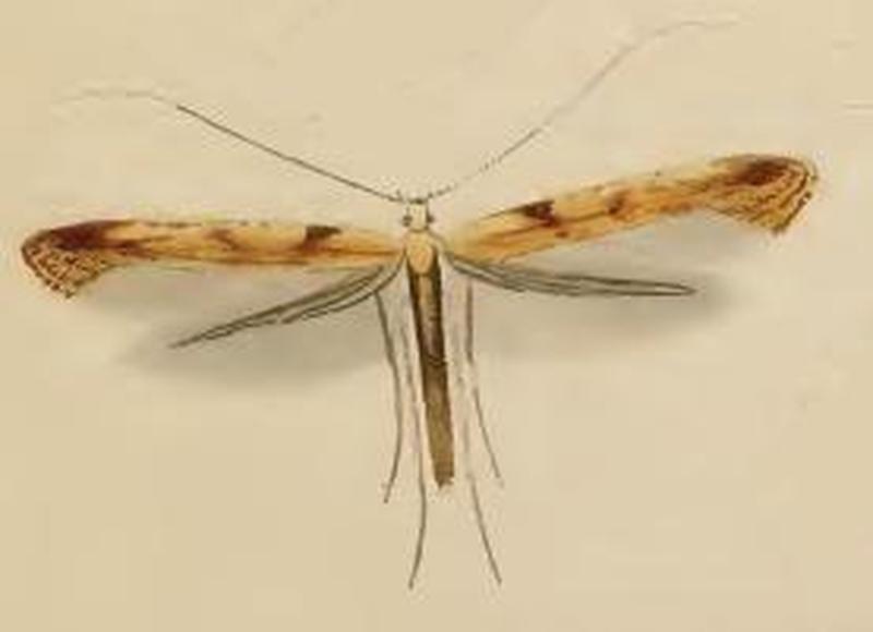 Caloptilia hemidactylella ill