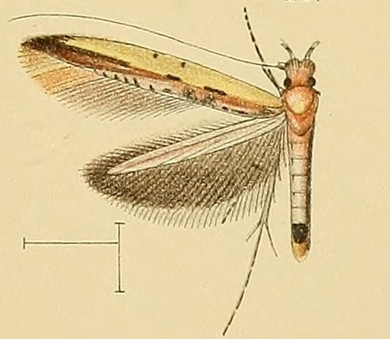 Caloptilia staintoni