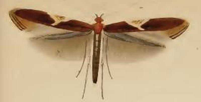 Caloptilia stigmatella